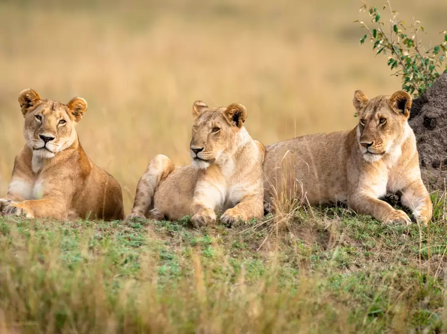 Extravagant Tanzania: Ultimate Wildlife & Private Island Barefoot Luxury