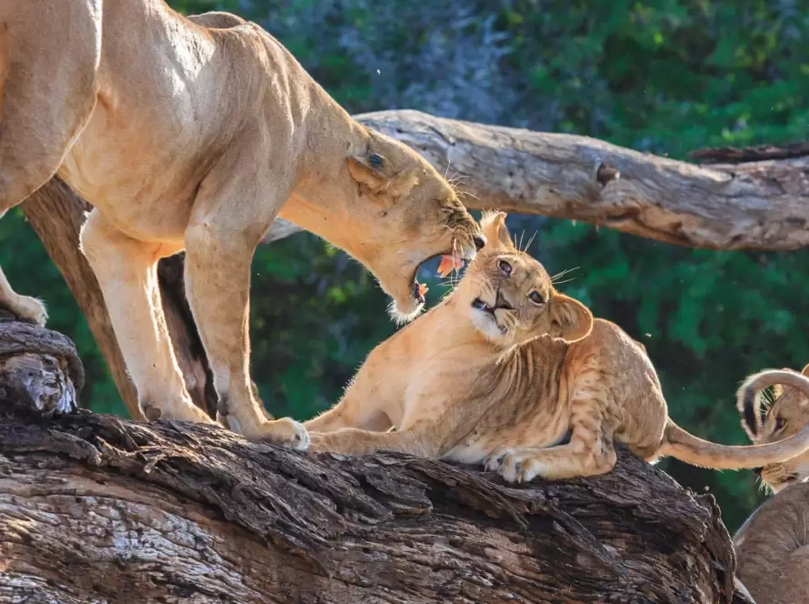 Kenya’s Big 5 in Ultimate Luxury