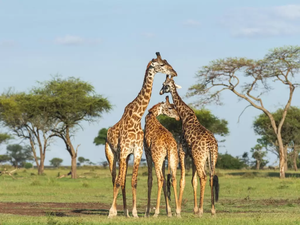 Three giraffes stand together on African savannah grassland framed by scattered acacia trees. 