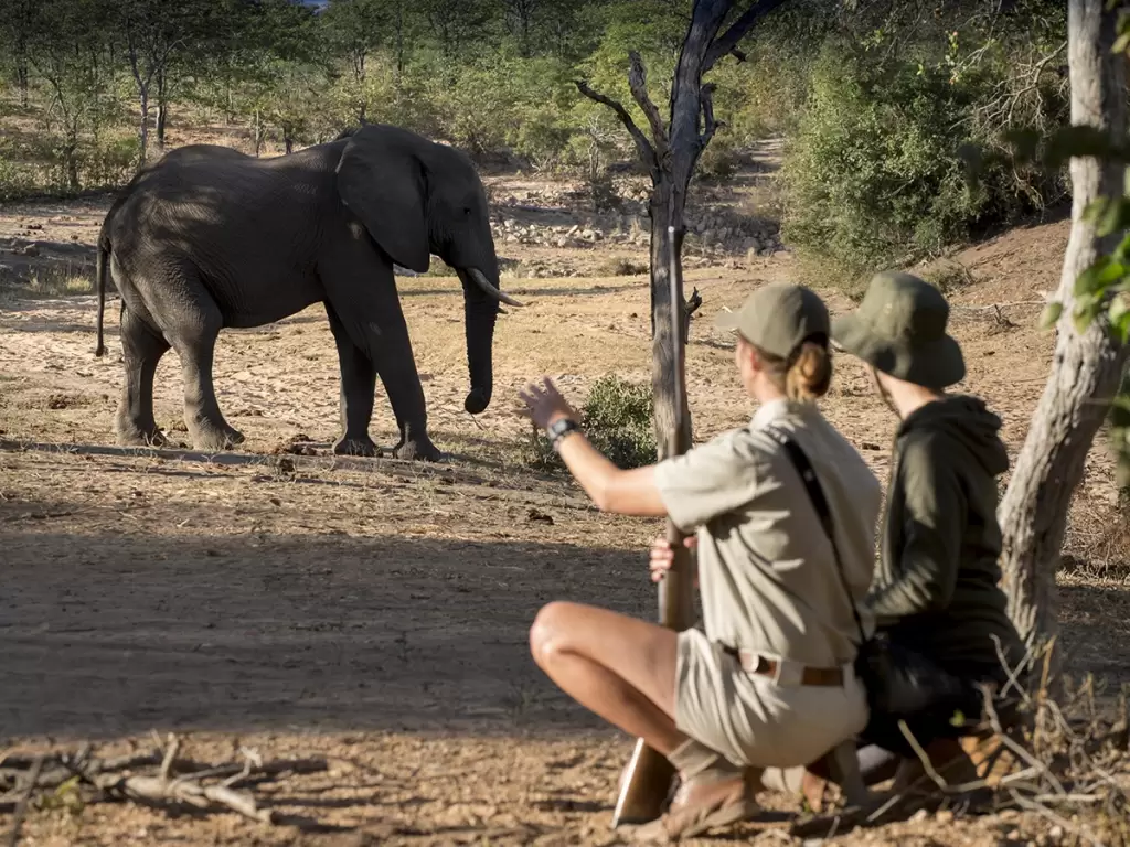 A couple on a honeymoon African safari watches an elephant in the wilds of Kruger National Park.
