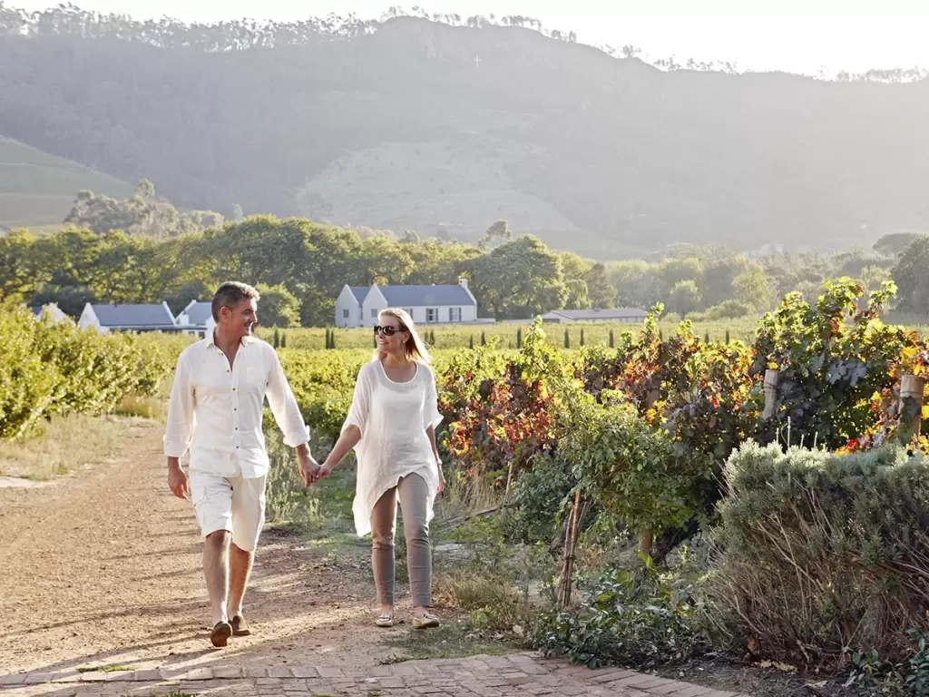 A couple walks hand-in-hand through lush Cape Winelands vines with mountains at the backdrop. 