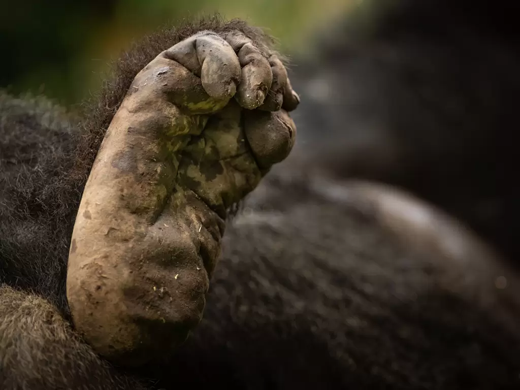 A mountain gorilla’s leg close-up during gorilla trekking in Rwanda.