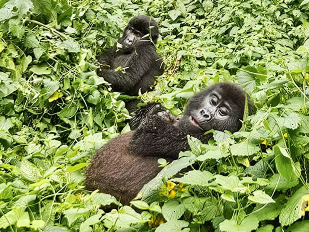 Two maountain gorillas resting, semi-covered with lush green foliage in  Bwindi Impenetrable National Park.