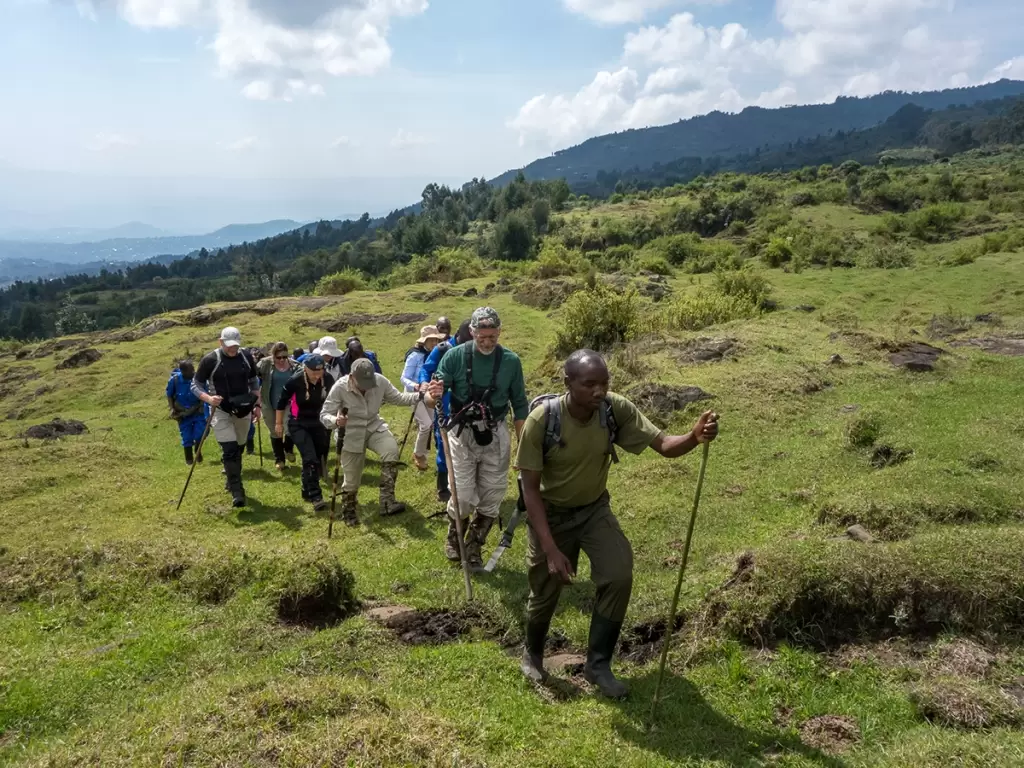 A group of gorilla trekkers with a guide trekking in the lush Volcanoes National Park.