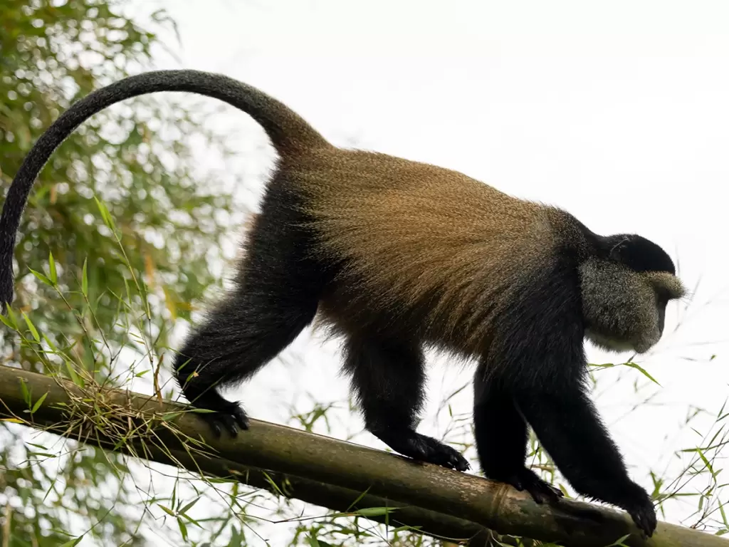 A golden monkey walking on a bamboo tree in Volcanoes National Park.