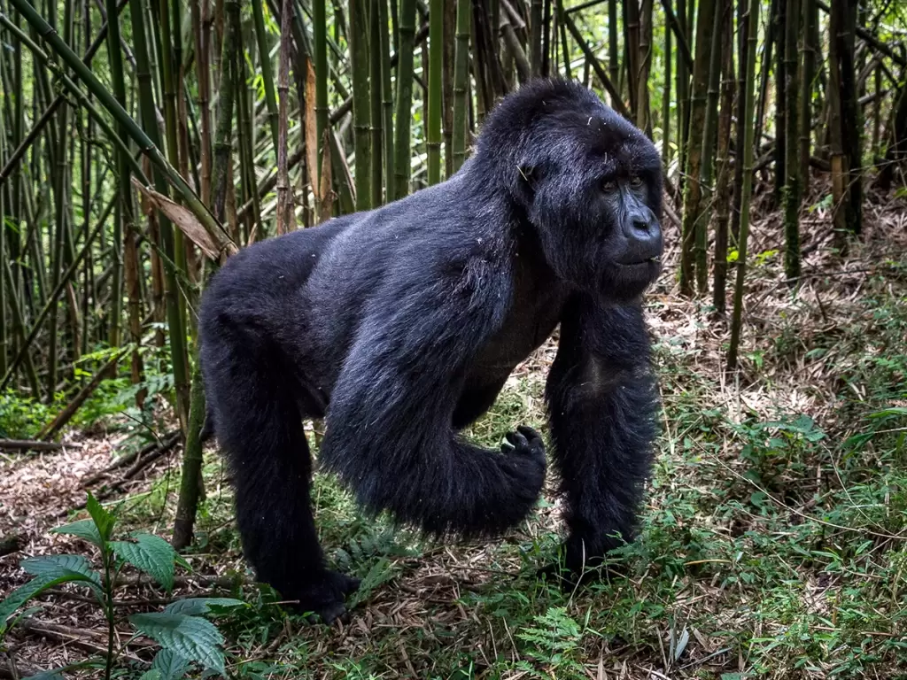 A mountain gorilla walking in Rwanda’s lush forest.