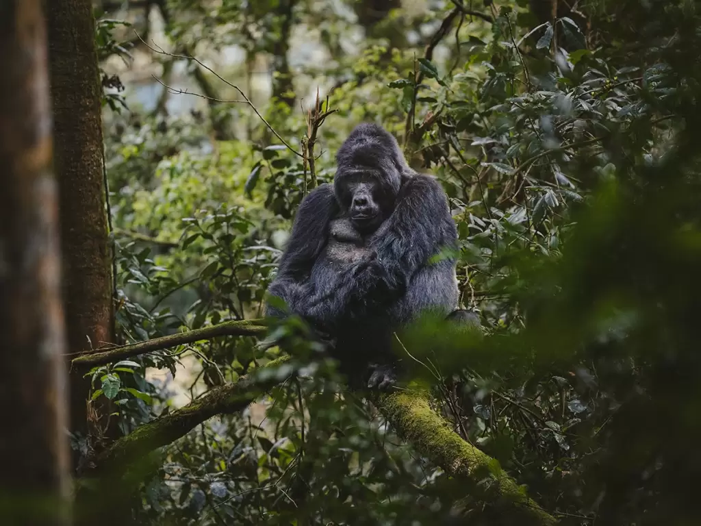 A mountain gorilla spotted sitting in a lush green forest in Bwindi Impenetrable National Park. 