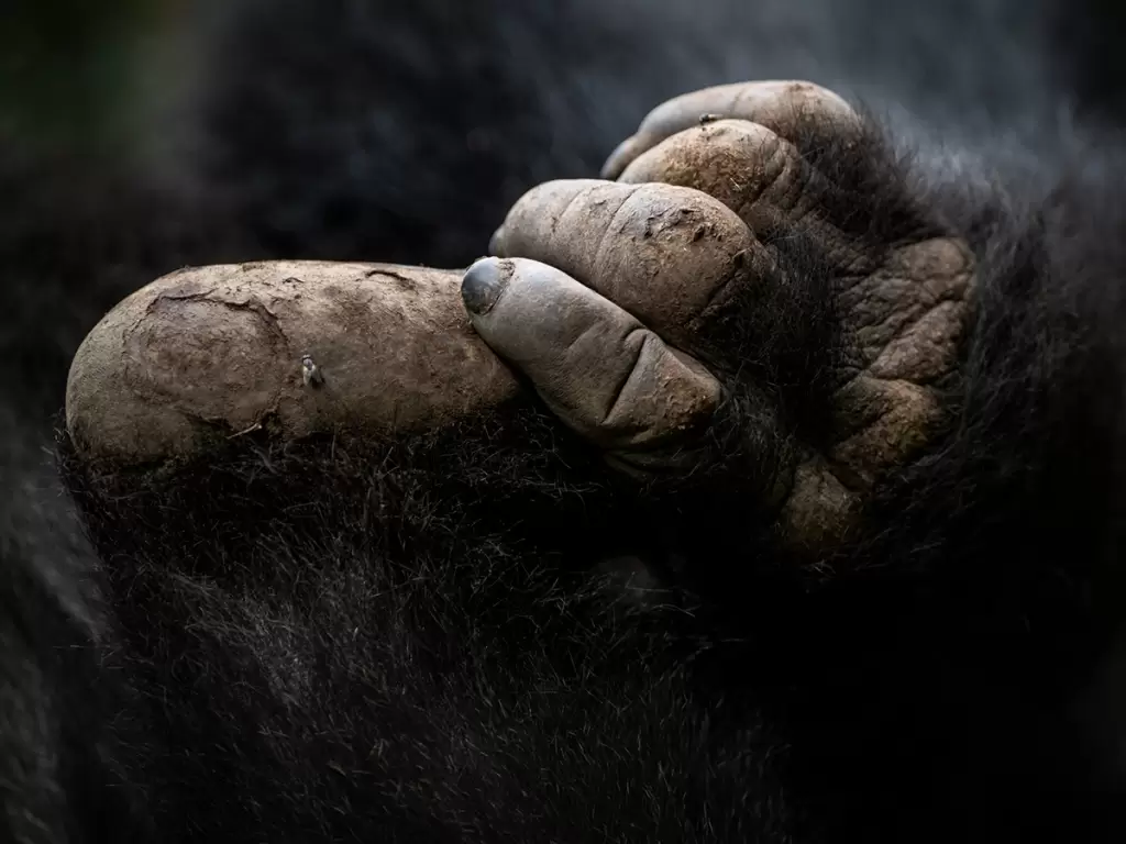 Close-up of a hand of a mountain gorilla spotted in Rwanda’s Volcanoes National Park.