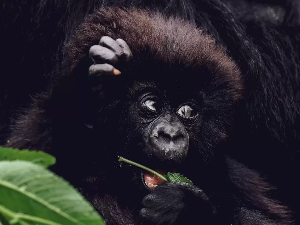 Close-up of a cute, baby mountain gorilla eating a leaf in a forest in Rwanda. 